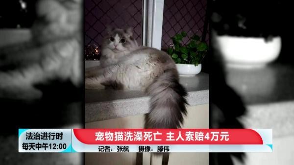 花費600元給貓咪洗澡 SPA，然后貓死了