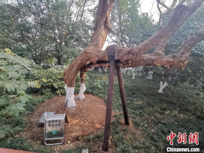 舊貌換新顏浙江杭州西湖景區(qū)為19株古樹做spa