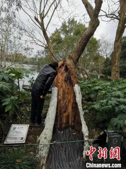 舊貌換新顏浙江杭州西湖景區(qū)為19株古樹做spa