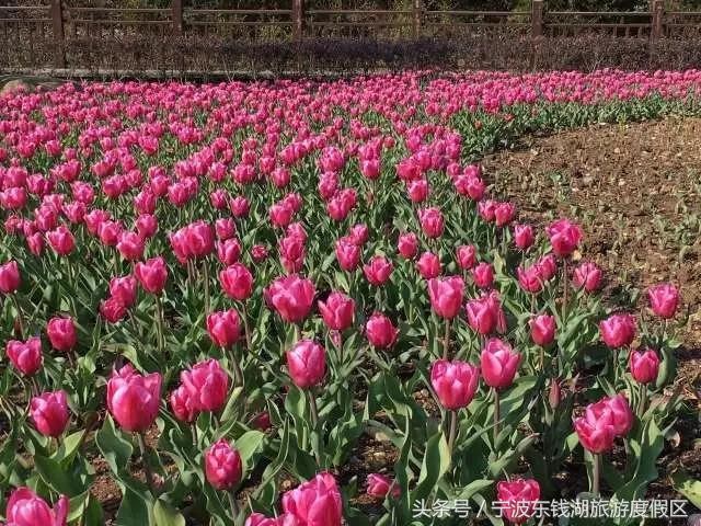 花訊播報泡湯賞花SPA住客房只在南苑花博園！