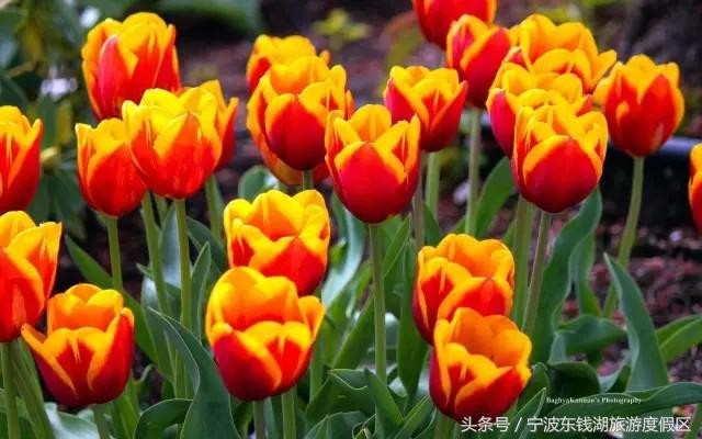 花訊播報泡湯賞花SPA住客房只在南苑花博園！