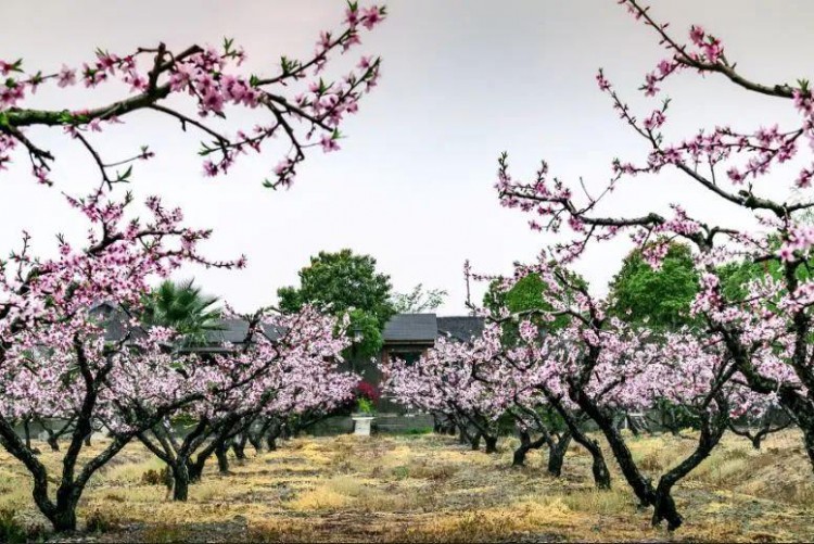 一房一院一私湯！無錫陽山花間堂桃花島?私享溫泉湯池！