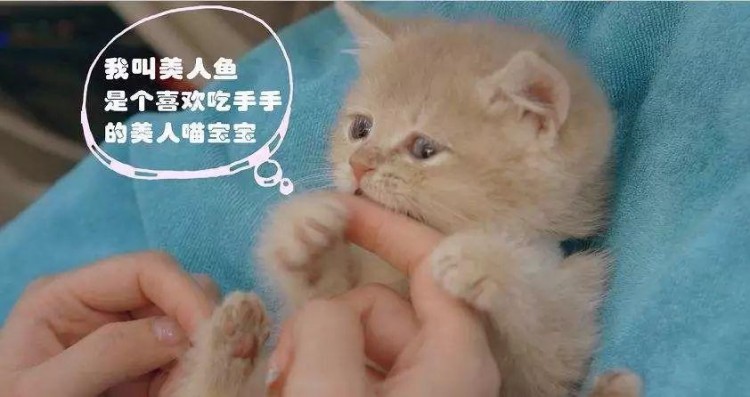僅需25元！來這家明星級寵物館給你的主子做個豪華spa吧