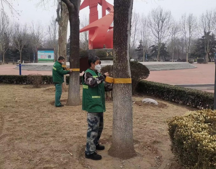 濰坊壽光：給綠化苗木做SPA讓春天更有綠意