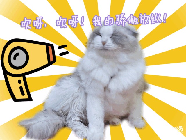 邯鄲這家寵物店竟然有這種福利99%的鏟屎君卻不知道！