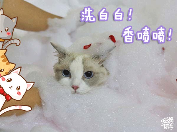 邯鄲這家寵物店竟然有這種福利99%的鏟屎君卻不知道！