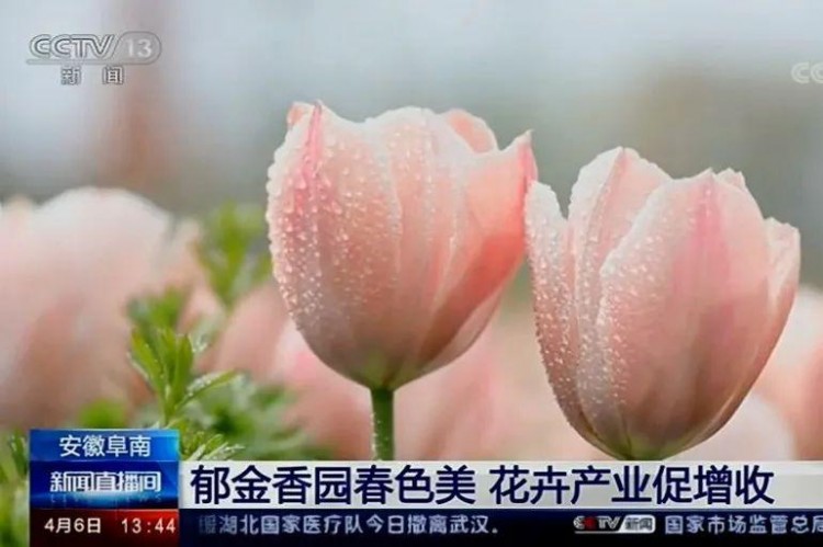 來一波2021春天的鮮花溫泉自駕游吧！坐標阜南縣田集鎮(zhèn)