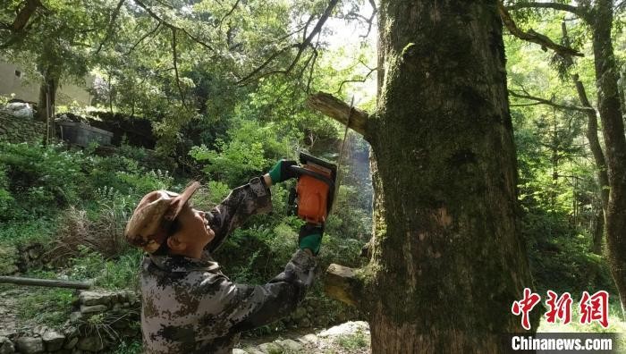 安徽休寧千年古樹做spa按摩