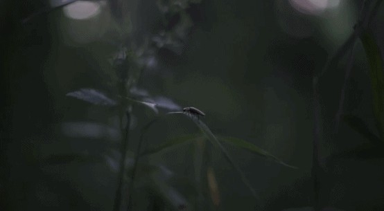 我看到螢火蟲(chóng)啦！就在距杭州1H這樹(shù)屋山野溫泉spa無(wú)邊泳池