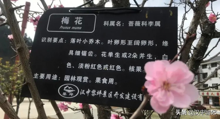 漢中春已到！是時(shí)候來(lái)黎坪做一場(chǎng)康養(yǎng)spa了！