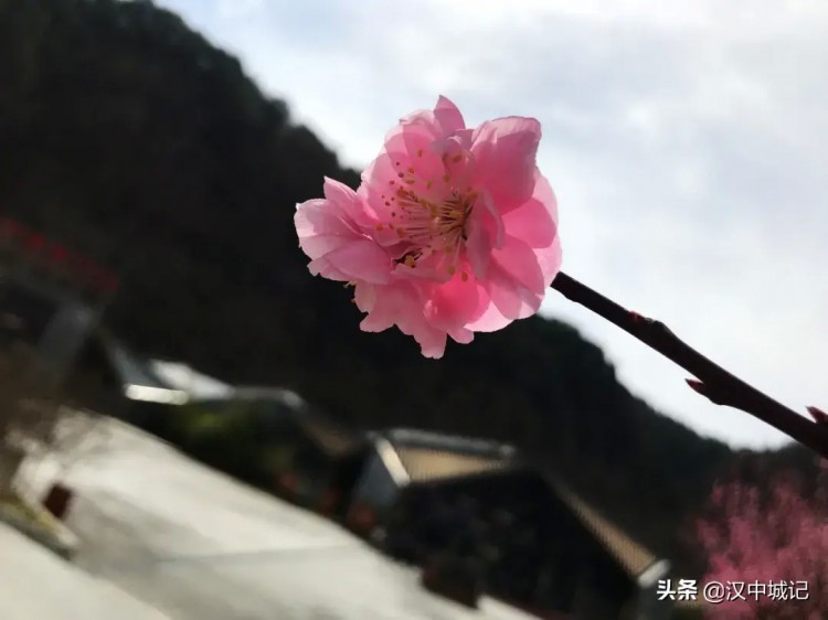 漢中春已到！是時(shí)候來(lái)黎坪做一場(chǎng)康養(yǎng)spa了！
