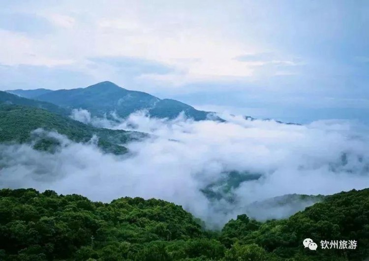 推薦|聽說欽州有一處森林養(yǎng)生基地可以讓你躲過炎炎夏日