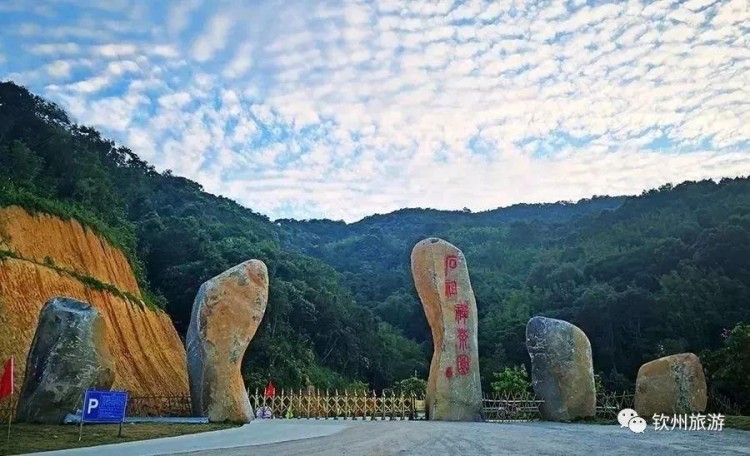 推薦|聽說欽州有一處森林養(yǎng)生基地可以讓你躲過炎炎夏日
