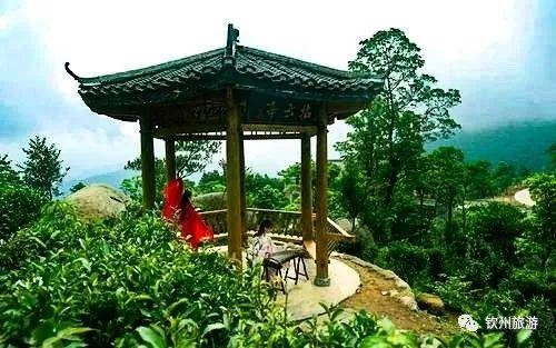 推薦|聽說欽州有一處森林養(yǎng)生基地可以讓你躲過炎炎夏日