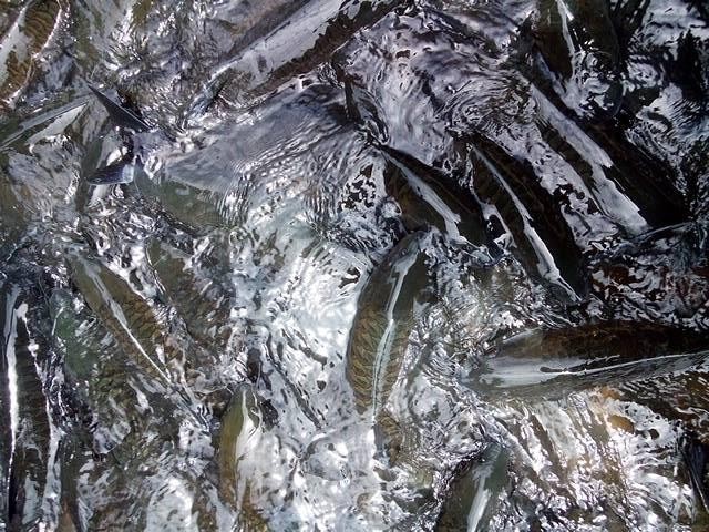 這一定是世界上最瘋狂的魚SPA了內(nèi)心不夠強大真心不敢嘗試