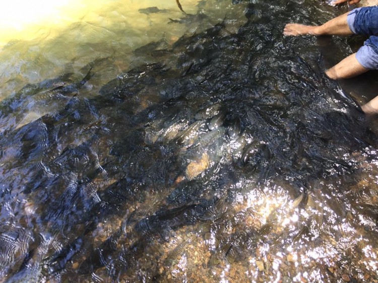 這一定是世界上最瘋狂的魚SPA了內(nèi)心不夠強大真心不敢嘗試