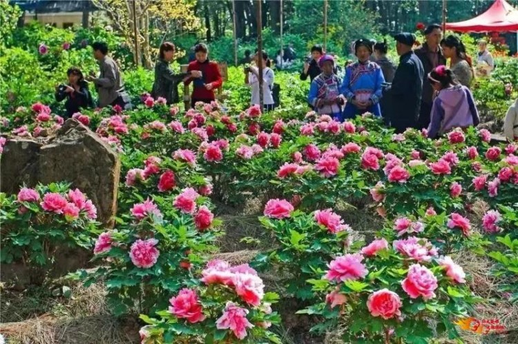 這篇文章告訴你留在楚雄過年的N個(gè)理由~