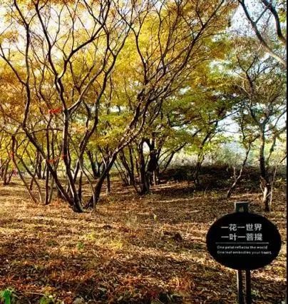 周末游河北｜來(lái)這個(gè)地方相當(dāng)于去了馬爾代夫撒哈拉巴黎……