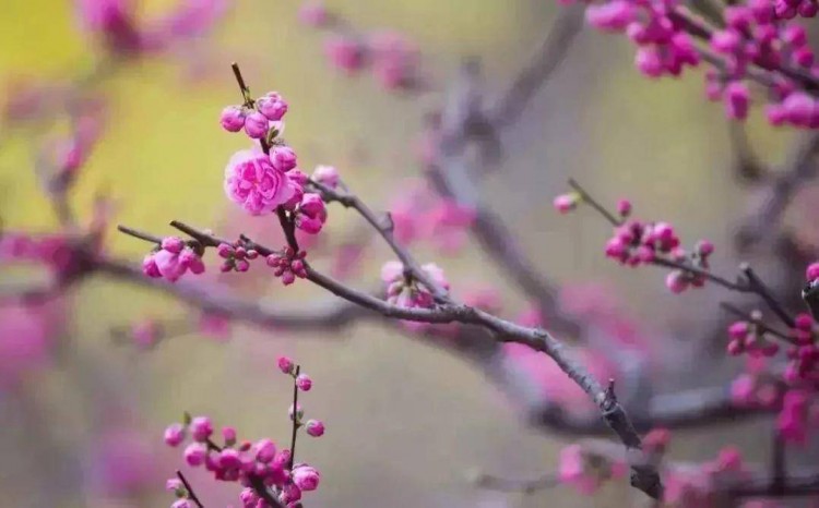 約惠大豐！三月女神季一大波福利獻(xiàn)給最美的你！
