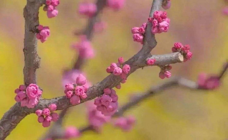 約惠大豐！三月女神季一大波福利獻(xiàn)給最美的你！