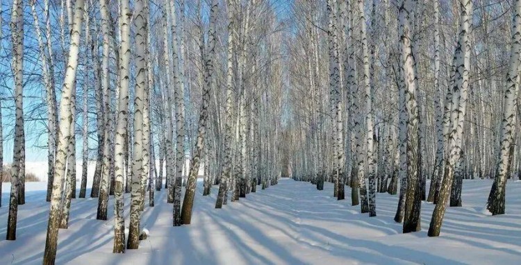 線路推薦|來哈爾濱開啟一場中國雪鄉(xiāng)-亞布力穿越自駕之旅！