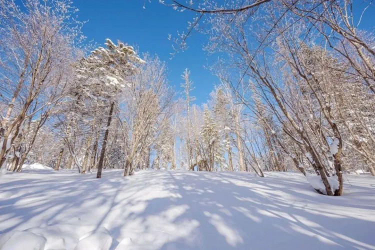 線路推薦|來哈爾濱開啟一場中國雪鄉(xiāng)-亞布力穿越自駕之旅！